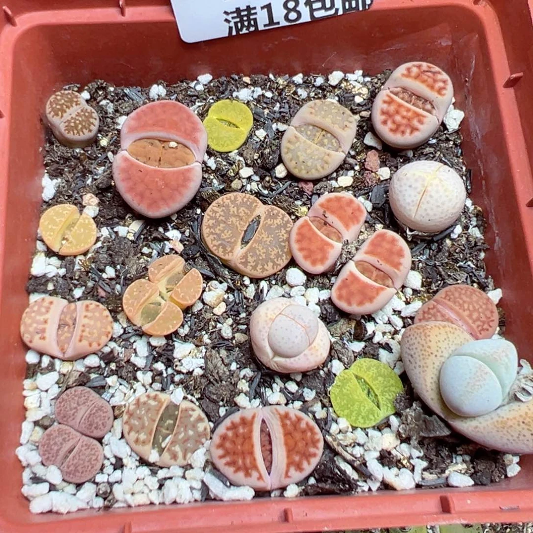 【闪购商品】 131.