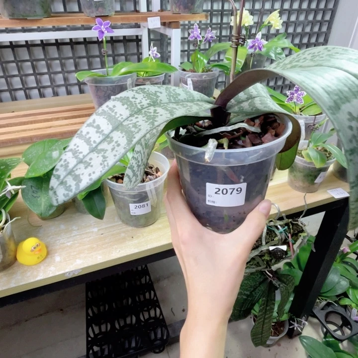红****完全开放TKB山菜分生-2079