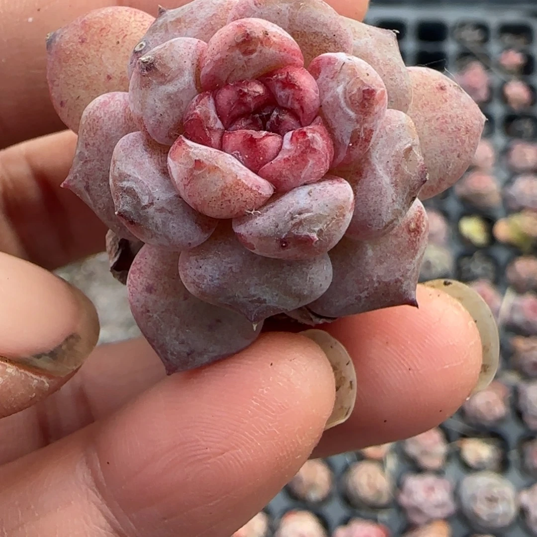 小卡拉米糖心一物一拍