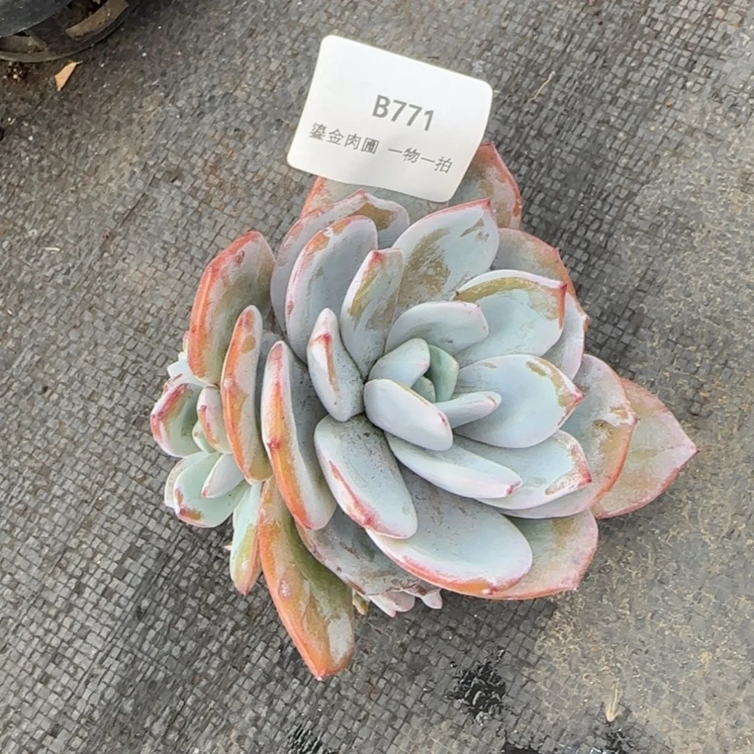 B771奶茶群生