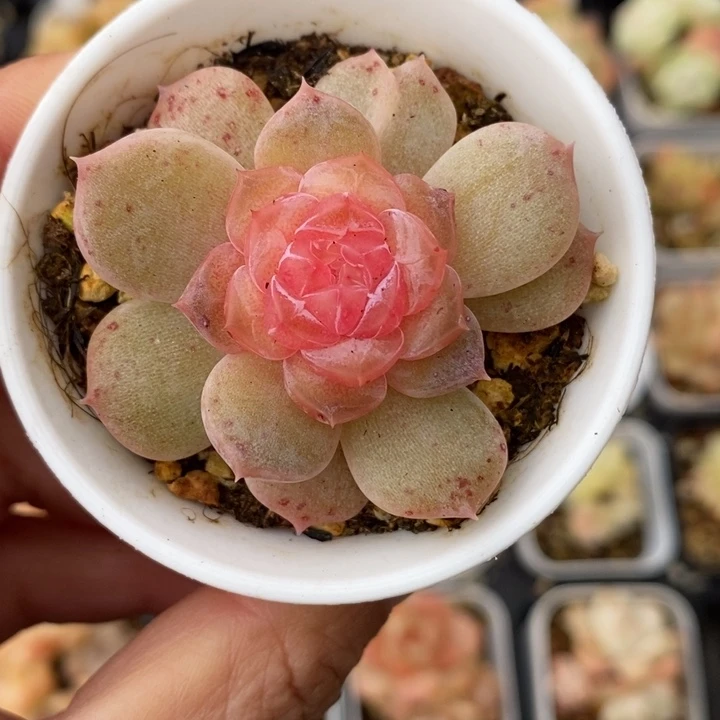 羊脂玉 多肉 1111.4