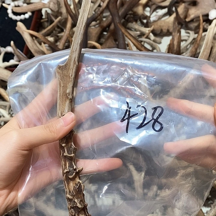 鹿角鹿角鹿鹿角鹿角鹿看