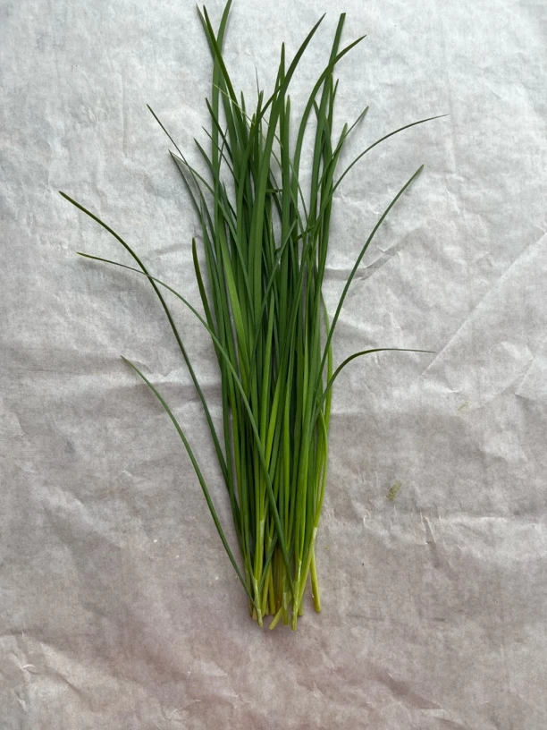 蔬菜 水培韭菜 不使用农药