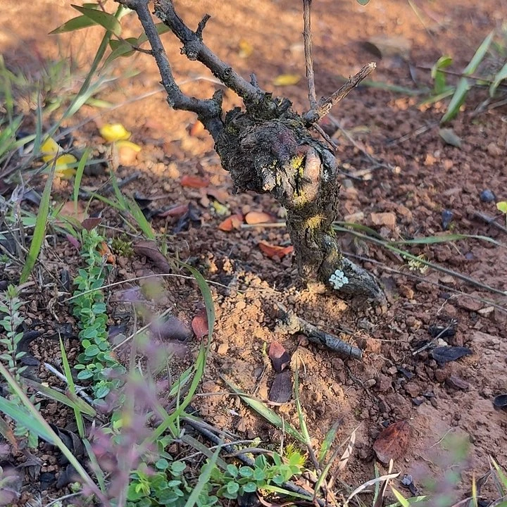 当前无花栽培后可以开花