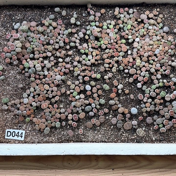 D044 生石花脱土包邮