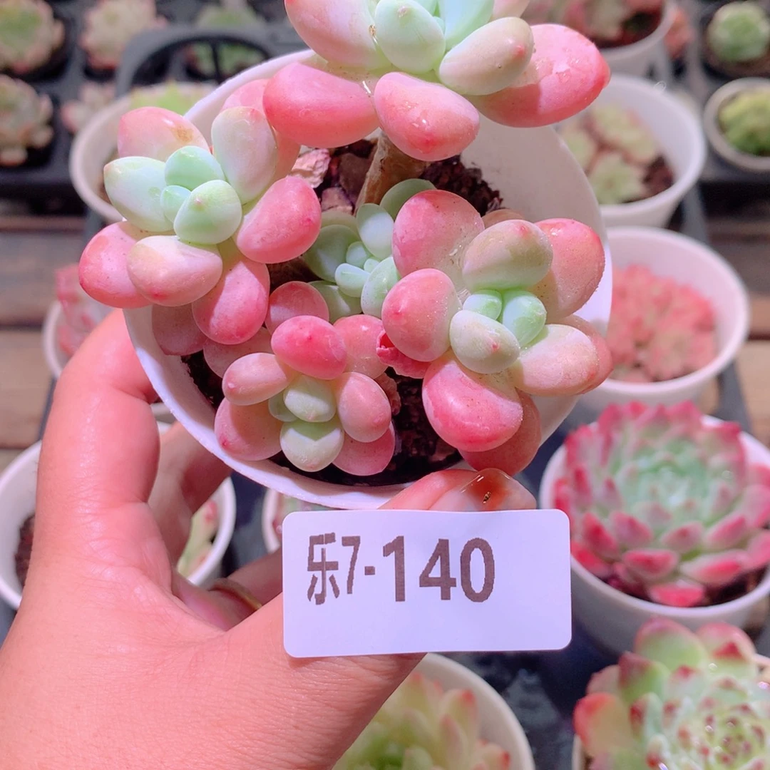 乐然7-140 洛神群