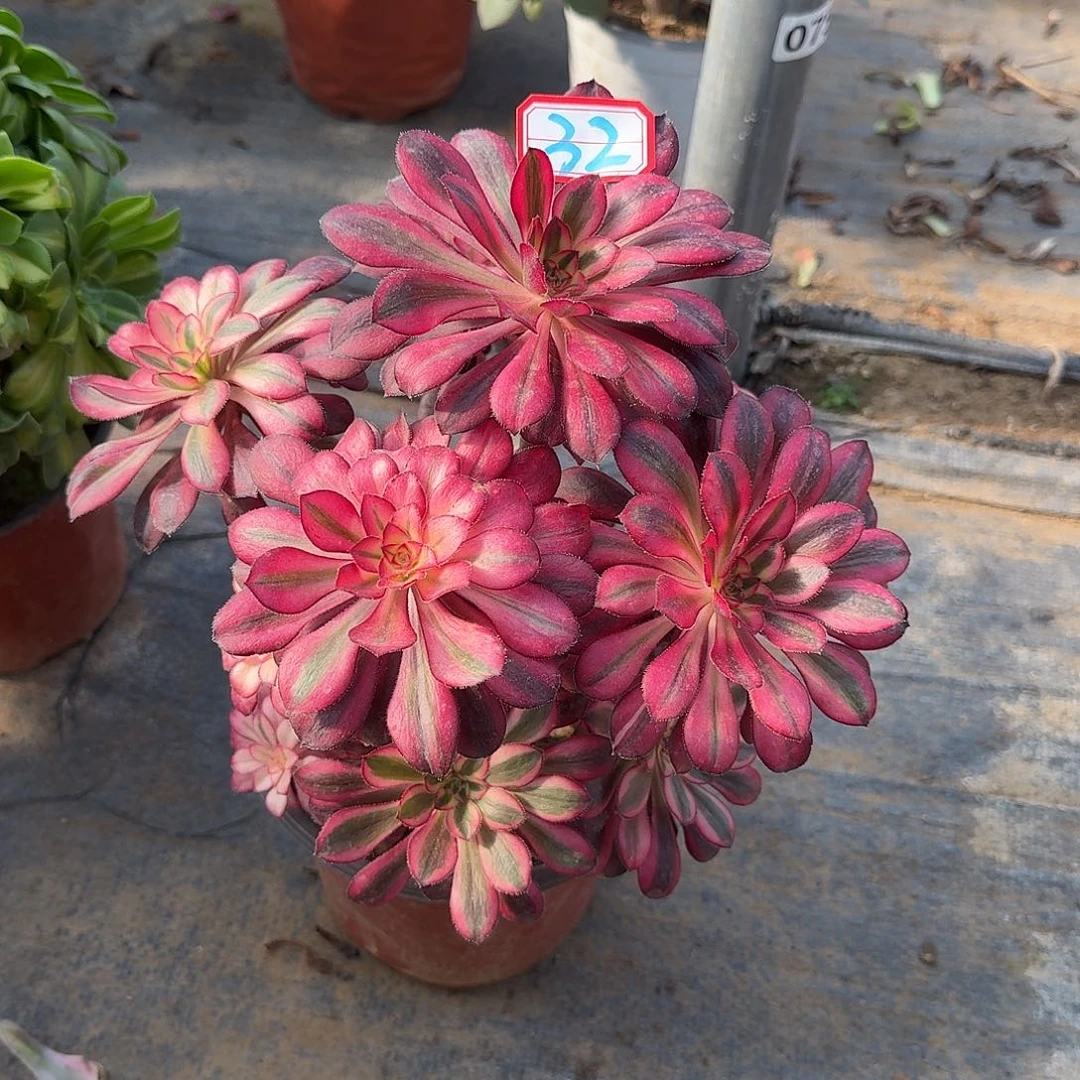 无主头香奈儿32号