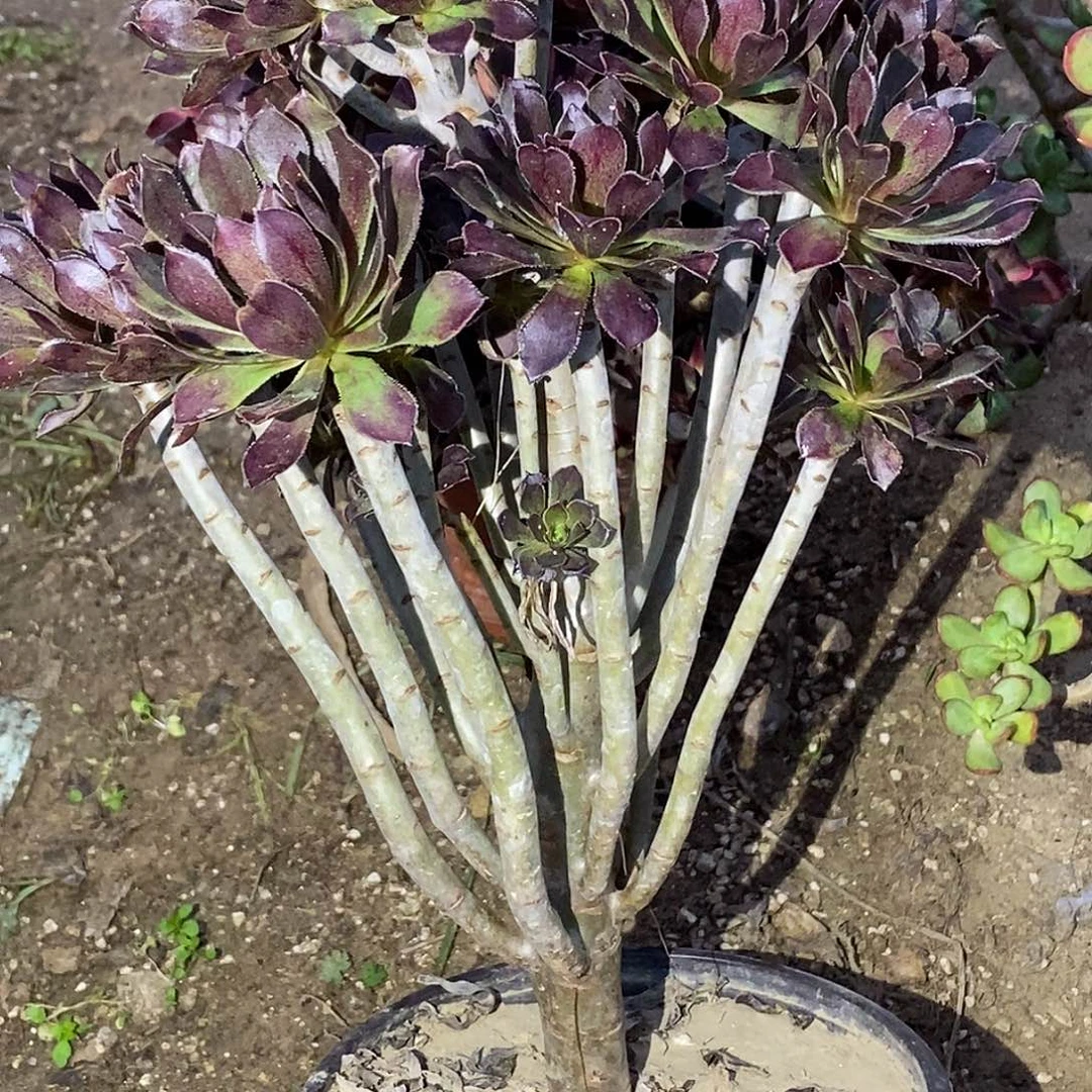 728断枝瑕疵黑豆多肉植物无售后