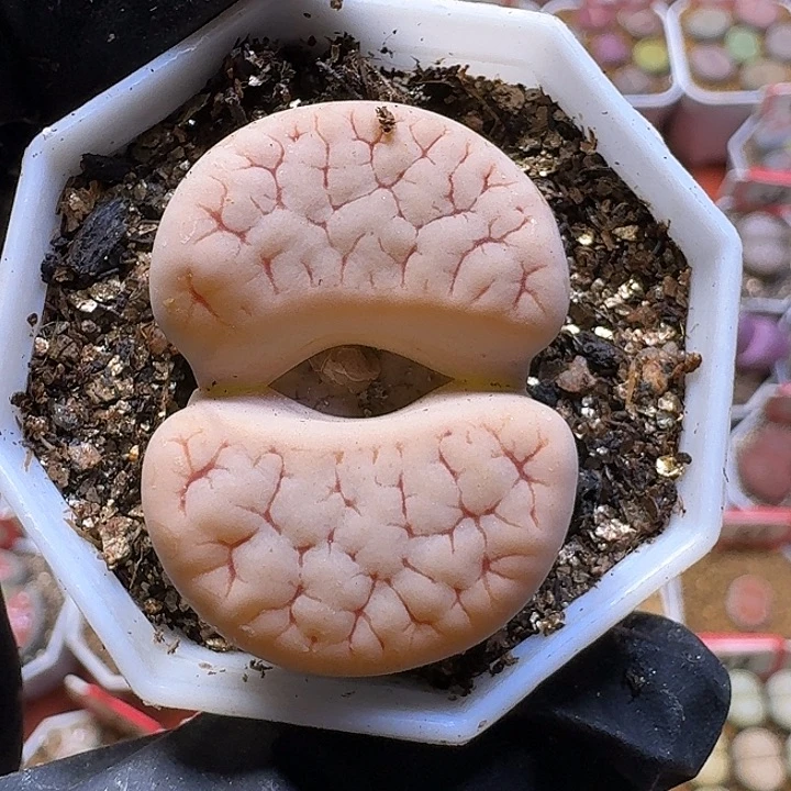 生石花2:：：。 18号。 3.5左右