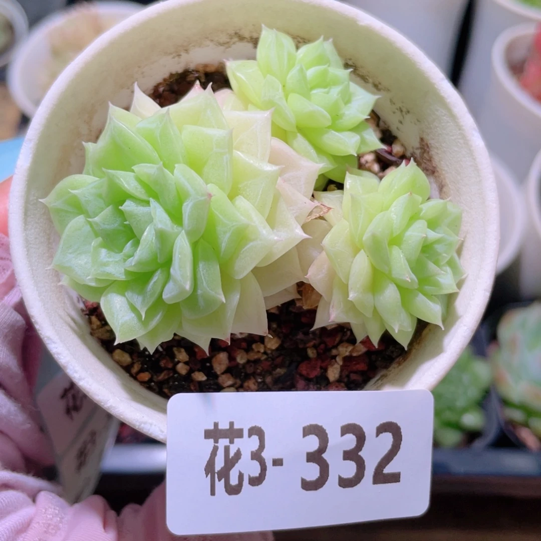 花利美 3-332白天鹅
