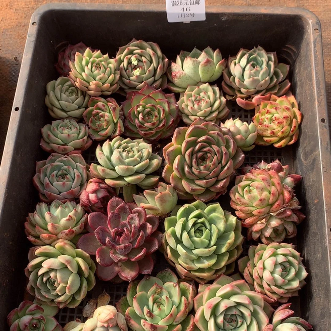 【闪购商品】云46号一筐