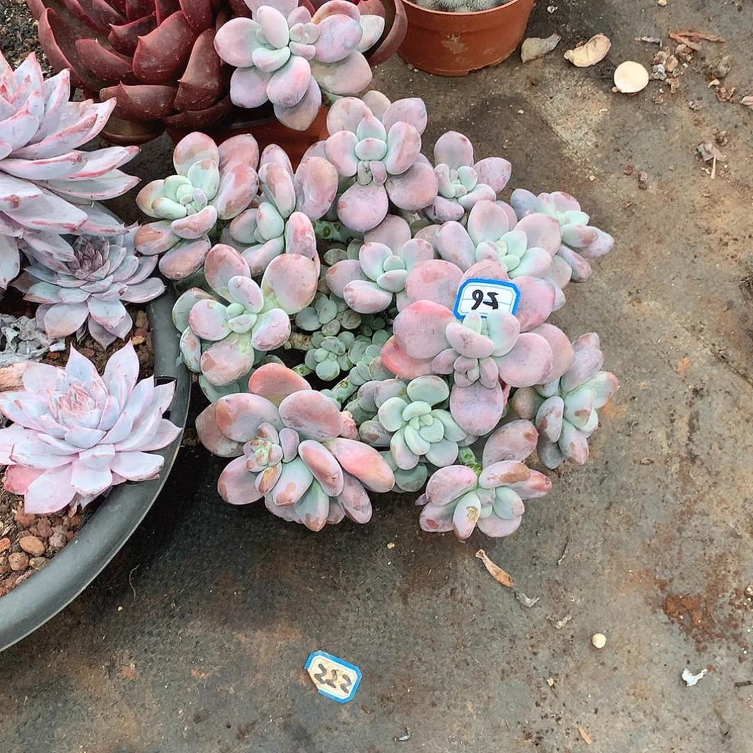 56洛神  一物一拍多肉