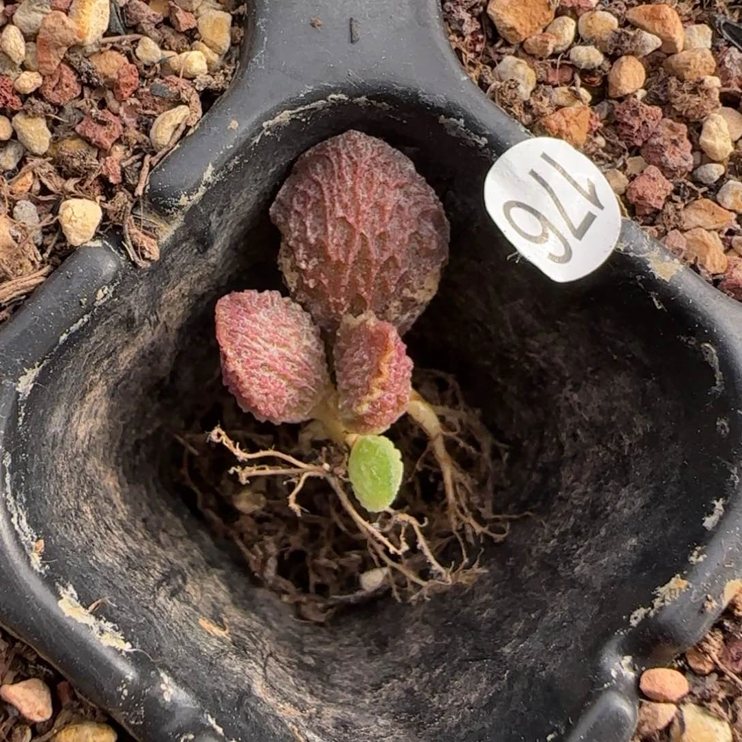 大鱼海棠深海里的多肉176