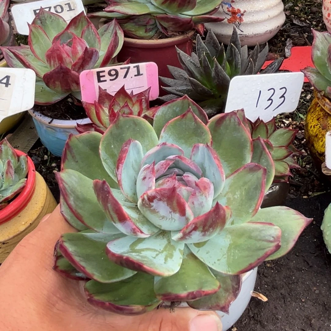 花脸惊鸿仙子多肉植物