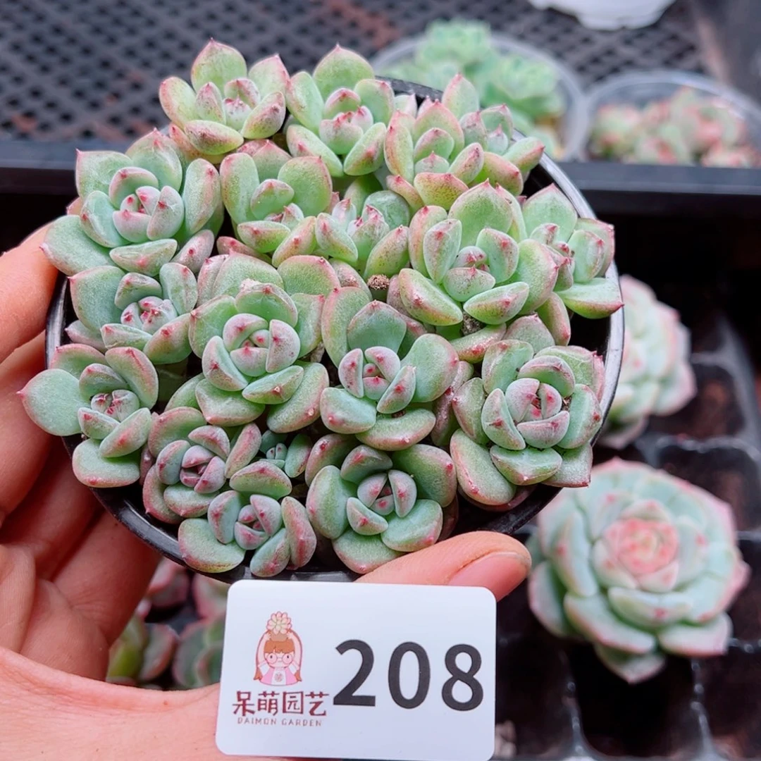 多肉植物多肉植物