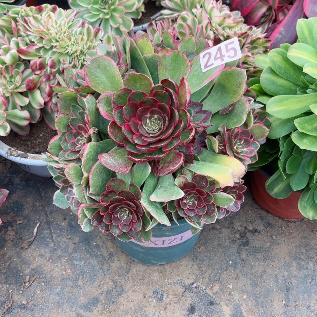 245粉花妖夜宴多肉植物