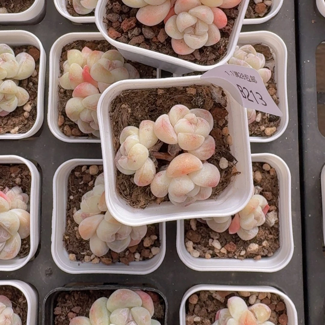 3头小脸白透体一颗