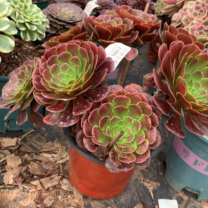 1488黑萝莉多肉植物特价