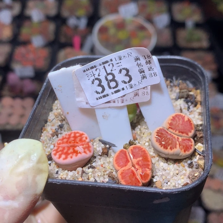 凤*?精品生生花212.383