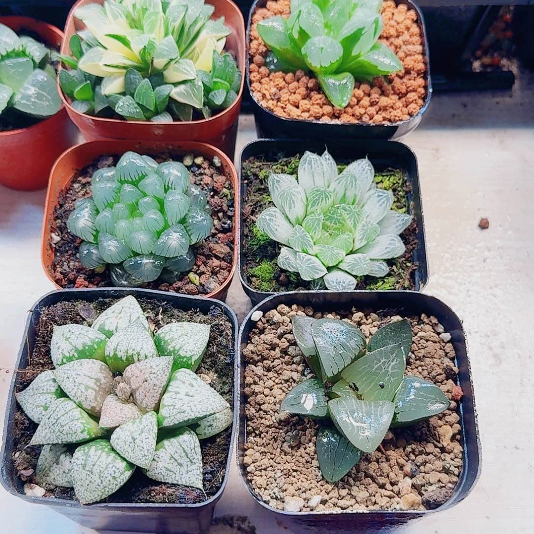 相***逢十二卷 6颗福利套餐