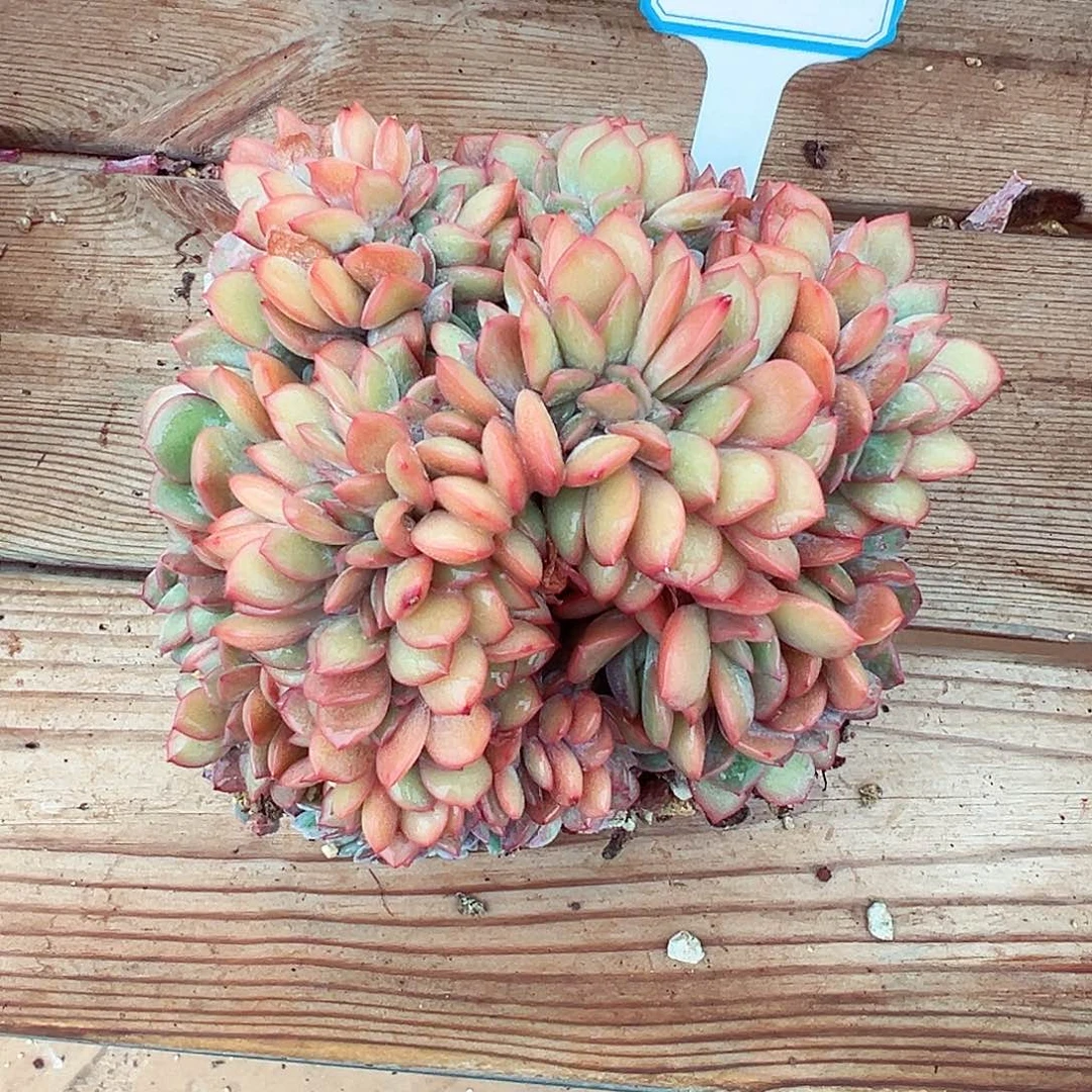 1108-70特殊个体泡芙缀化