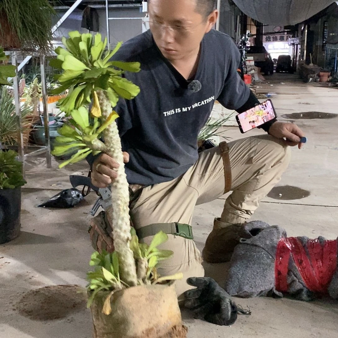 60公分扇贝麒麟带侧枝有根