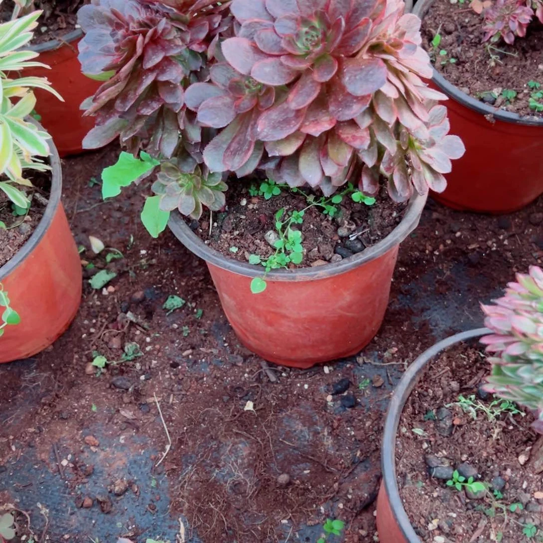 我1479 号多肉法师新年特价