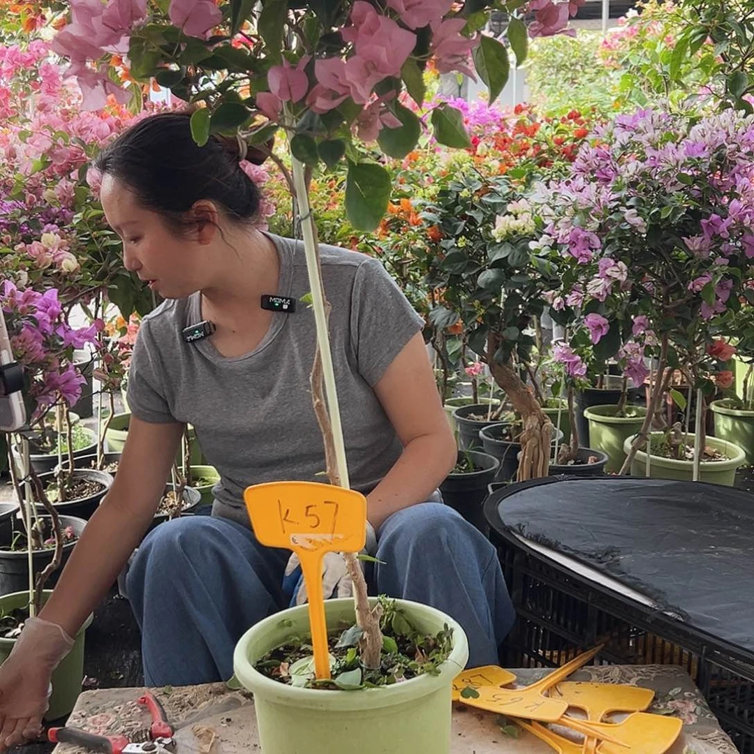 燕***大部分花苞少量开放K57暗斑丽人