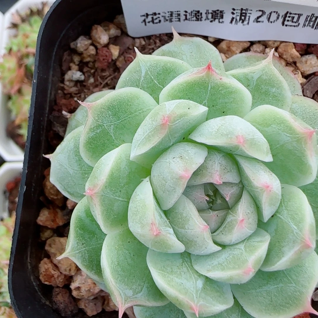 花语逸镜0917-33女王