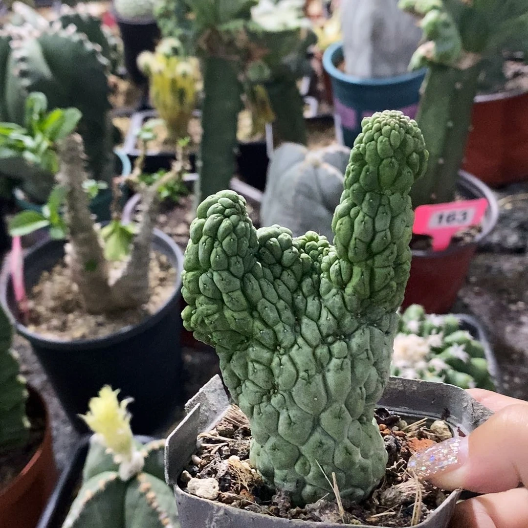 花花草草花花草草
