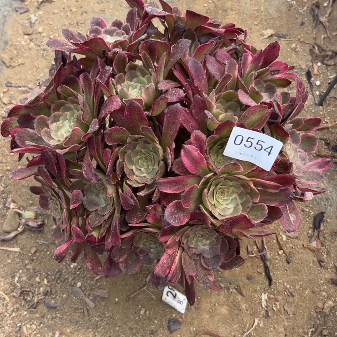 554多肉   黑金刚