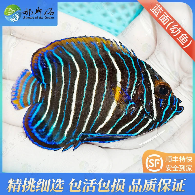 蓝面幼鱼 海水鱼 观赏鱼（售后 拍开箱视频）