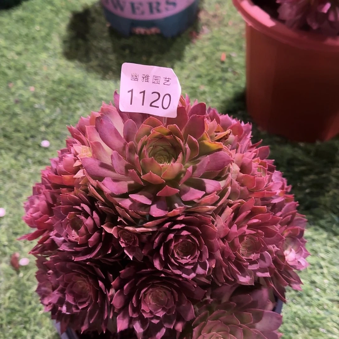 多肉植物桃花石1120