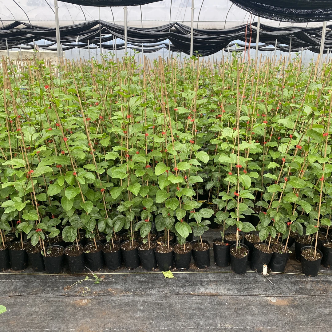 黄金百香果苗纯甜无酸黄金百香果苗品种纯正四季结果育苗基地直发