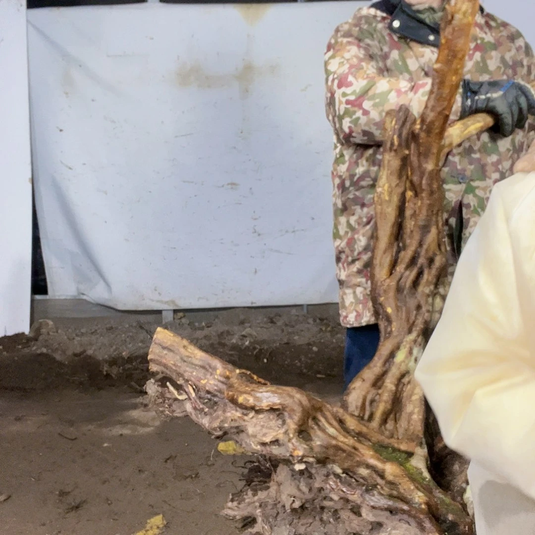 映山红bu方*映山红盆景艺术