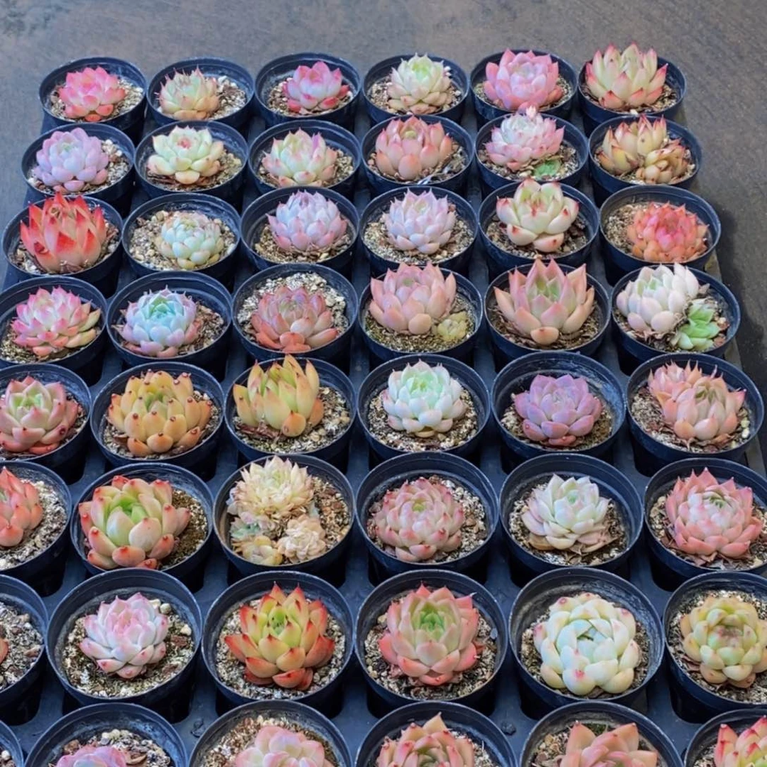 341多肉植物保护研究所所长