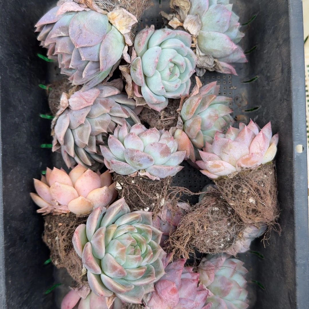 多肉一物一拍12-146