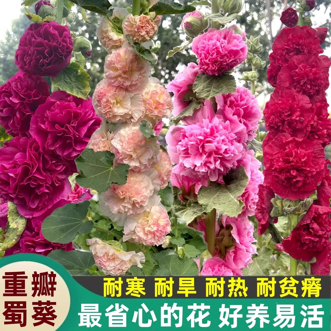 重瓣蜀葵花种子盆栽花苗一丈红易活易种室外阳台春天播种的花种子