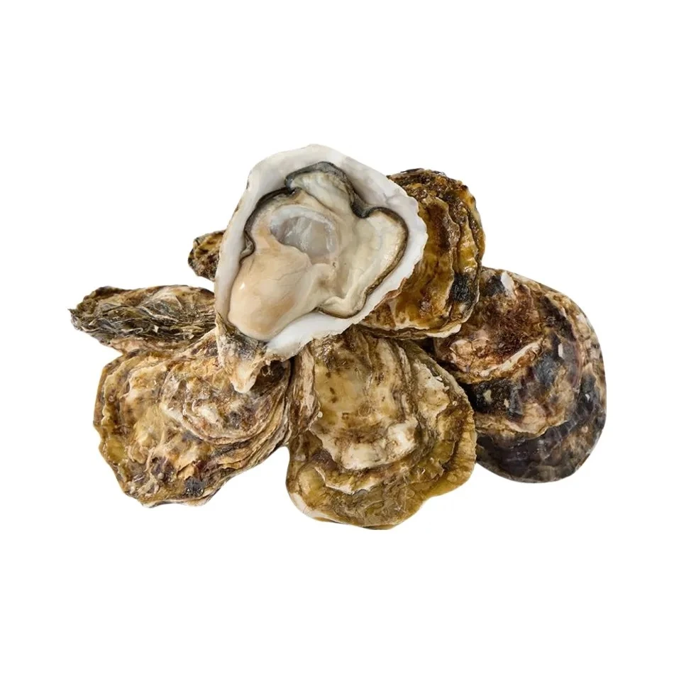 3+乳山大生蚝2斤（ 5个左右）/箱  生蚝
