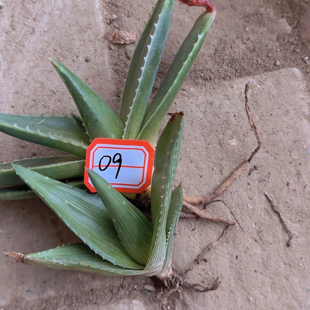 【闪购商品】石**小块根植物