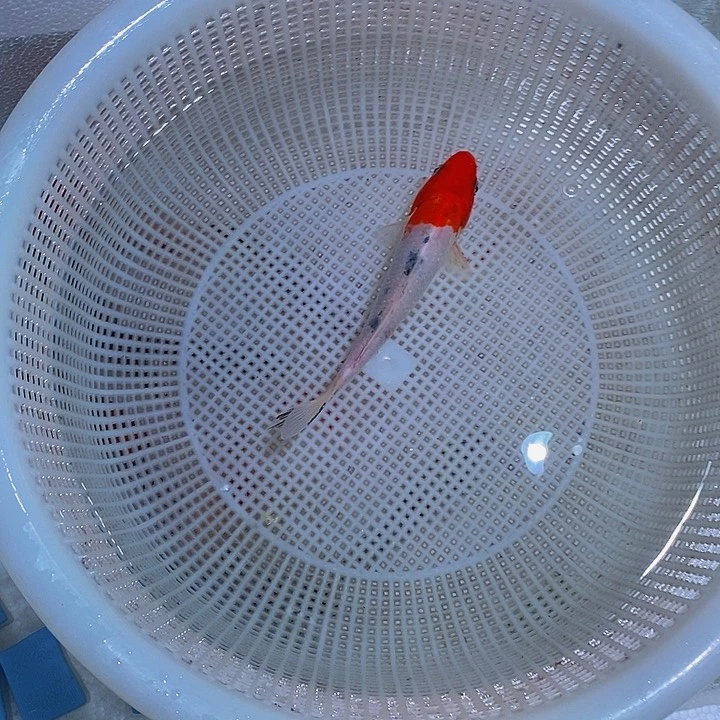 锦鲤活体锦鲤鱼开箱包活