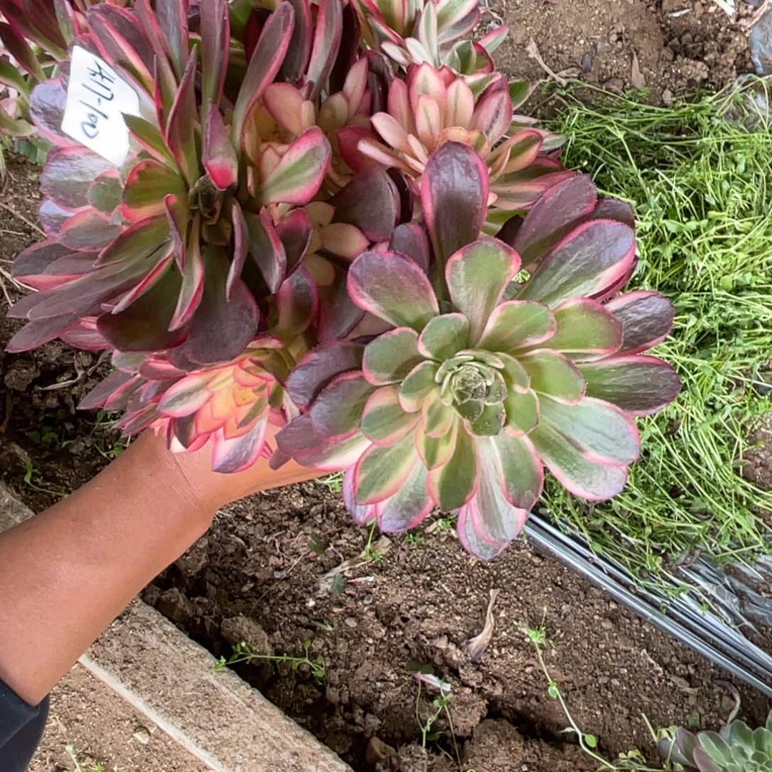 17-100黑魔锦多肉