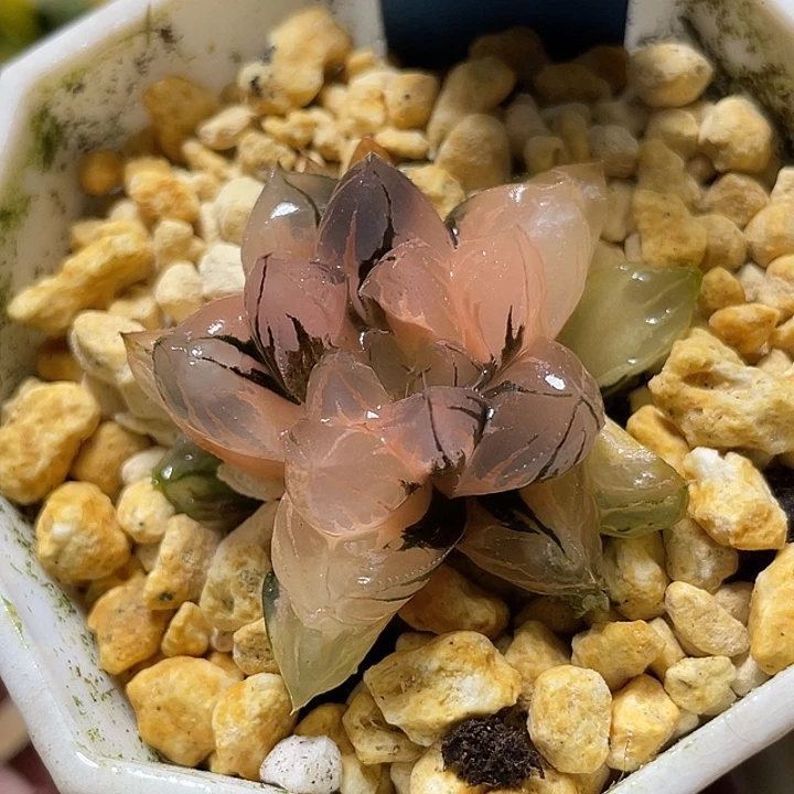 527正版水晶玉露锦福利