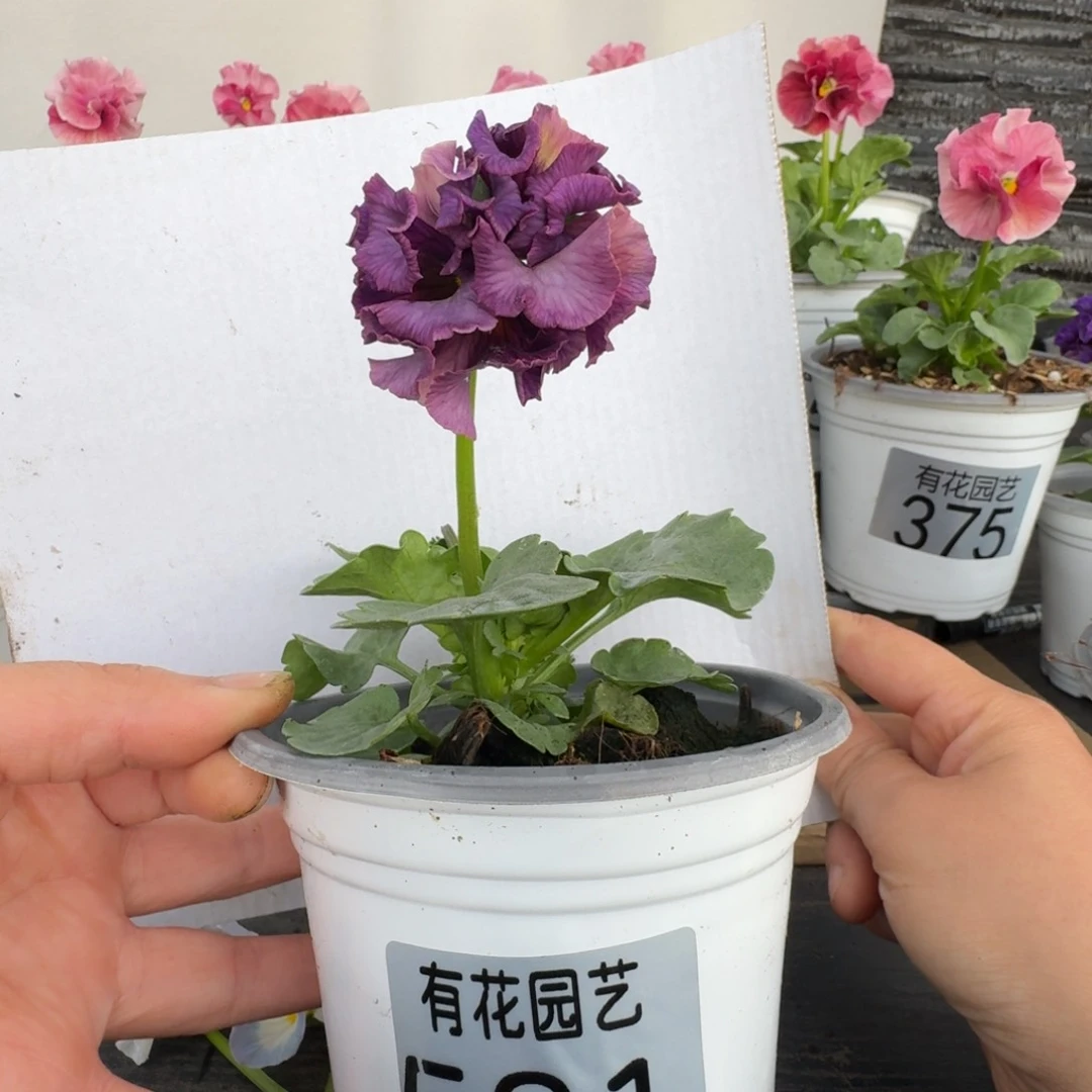 无花朵581号角堇