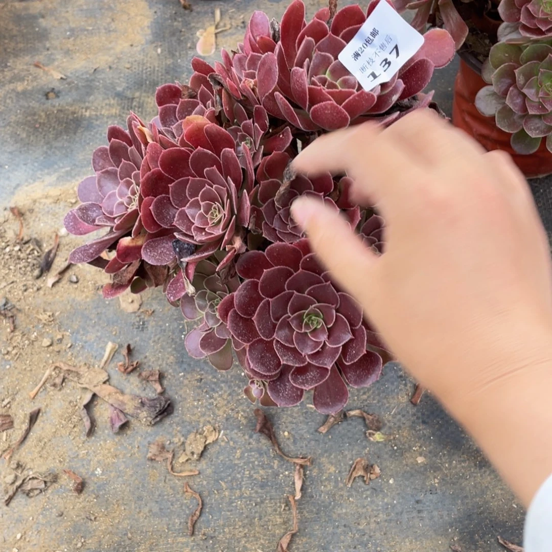 137荷兰法师多肉断枝不包
