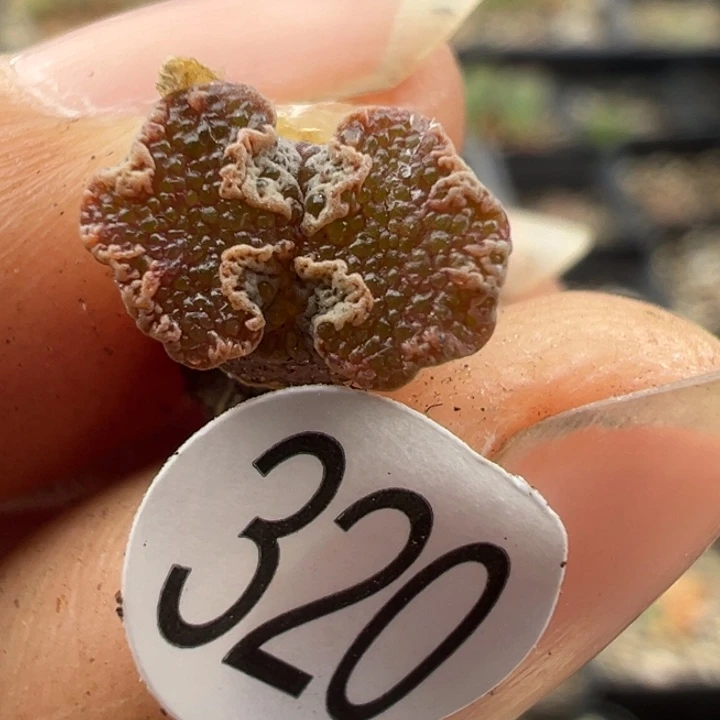 320号11111111111111