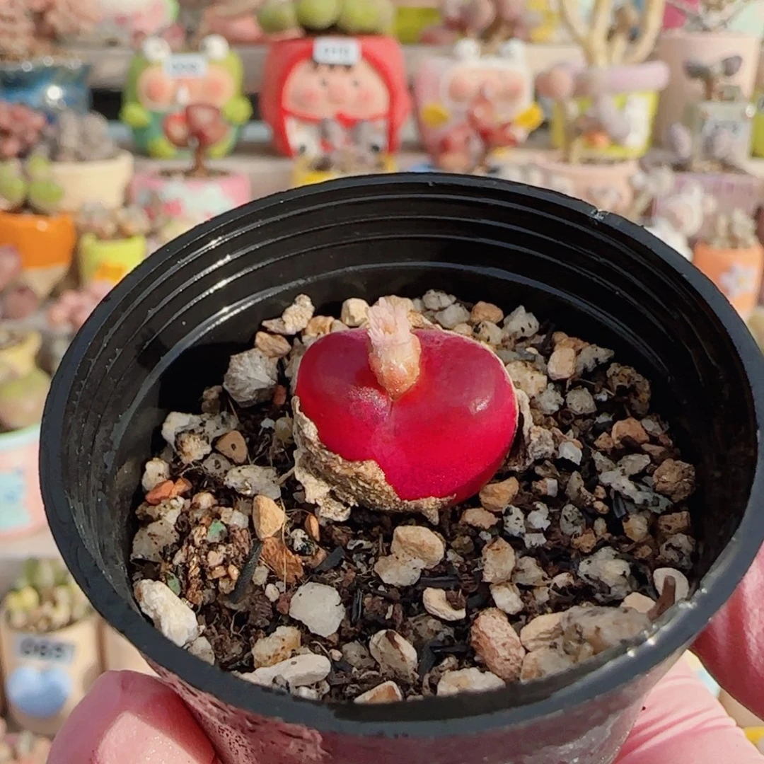 想****粉红蟠桃 盆口2.5cm