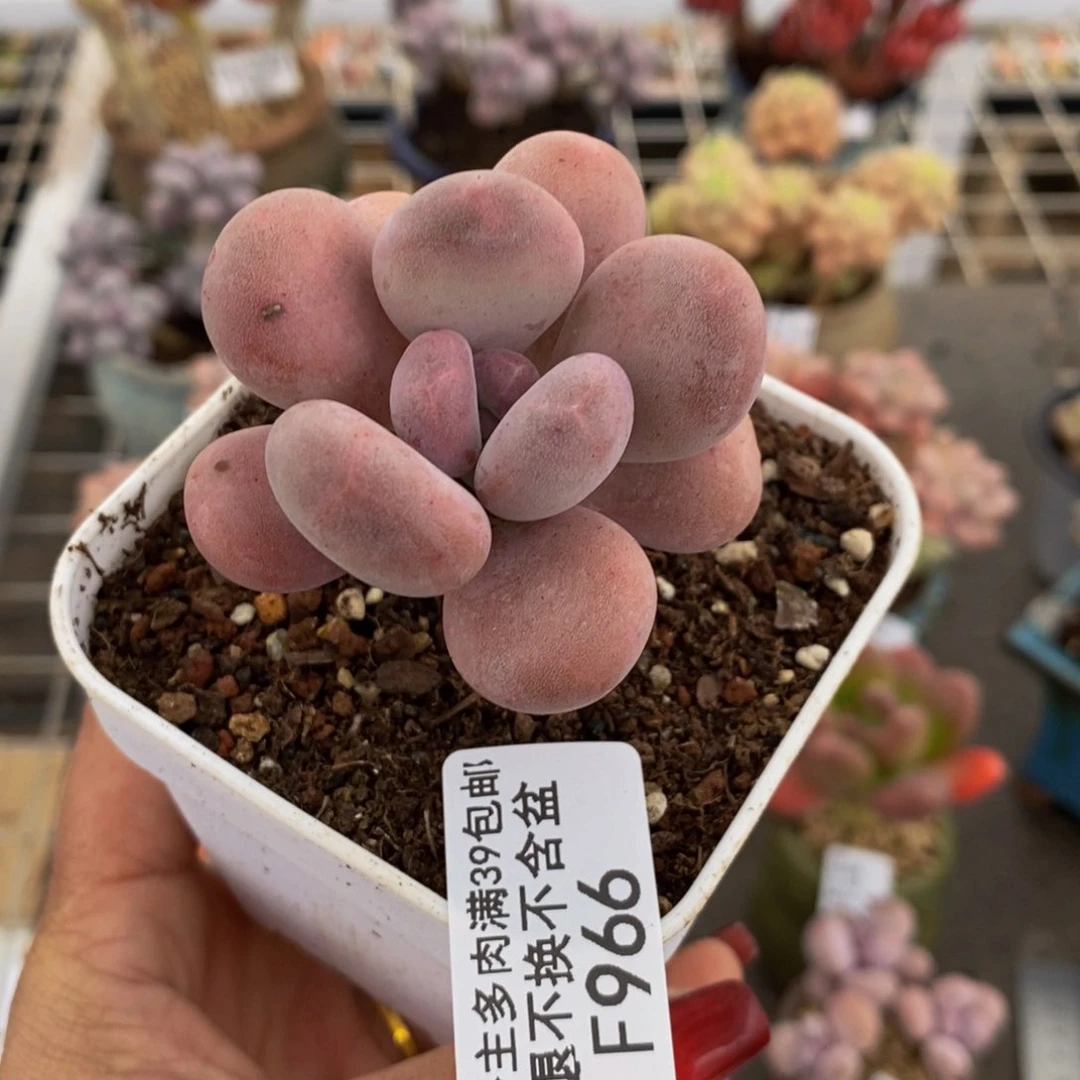 橙雪球966/4cm多肉