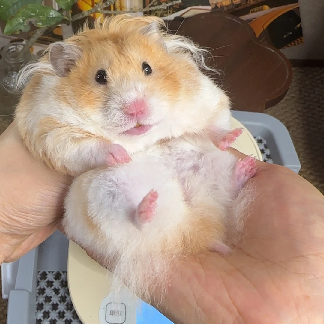 肉桂波妹妹199g8个月