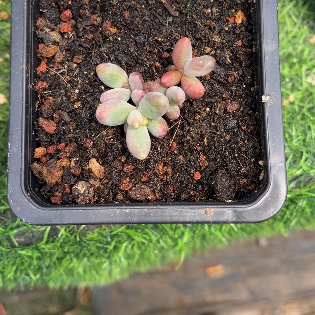 .***白多肉植物烟花多肉